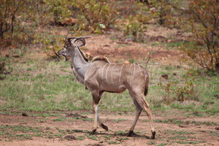 Young Male Kudu (Tragelaphus strepsiceros) walking deeper in the veld of the Kruger National Park.の写真素材