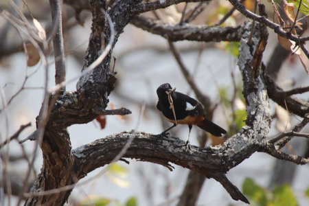 Mocking Cliff-Chat with a Lizard it caught in its beak ready to feed the chicks in the nestの写真素材
