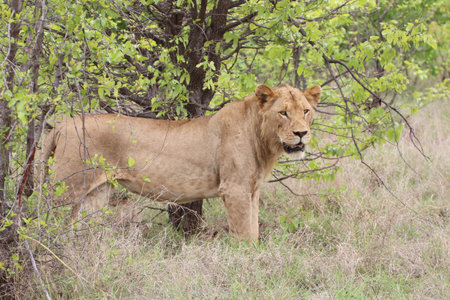 Lionesses on the move to hunt for food in the Kruger National Park in South Africaの写真素材