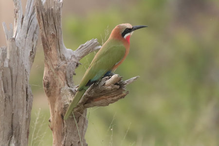 White Fronted Bee-eater bird sitting on a branch of a dead tree, showing off its beautiful colors
