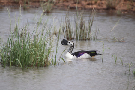 Black-necked Shelduck, Podiceps nigricollis, single bird in water, South Africaの写真素材