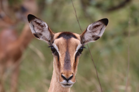 Black nose Impala - Aepyceros melampus - portraitの写真素材