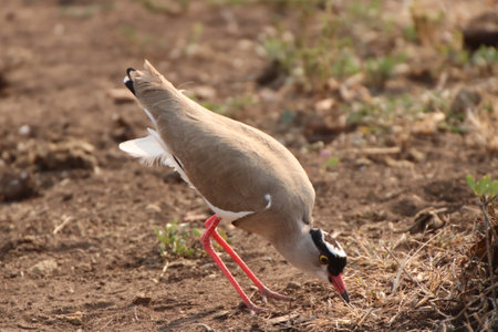 Red-wattled Lapwing (Vanellus vanellus)の写真素材