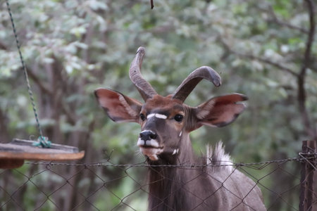 Njala bull with deformed horn growing to the front of the face.の写真素材