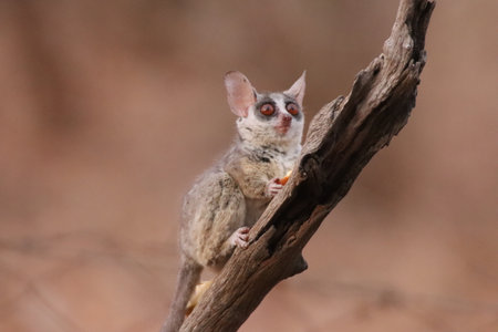 Bush baby, also known as the Lesser Galago, on a branch of a dead tree during dusk, looking for something to eat.の写真素材