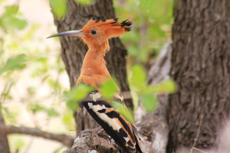 Beautiful Eurasian Hoopoe (Upupa epops) in a tree between a few leavesの写真素材