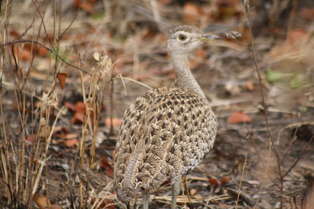 A closeup shot of a female bustard in the wild.の写真素材