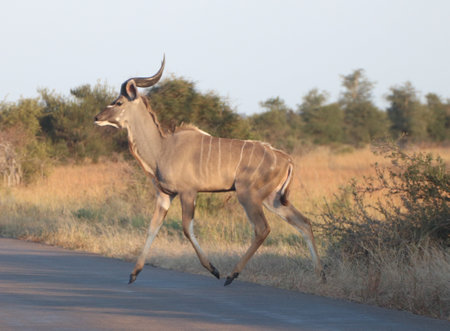 Male Kudu trotting on the road in the National Kruger Park.の写真素材