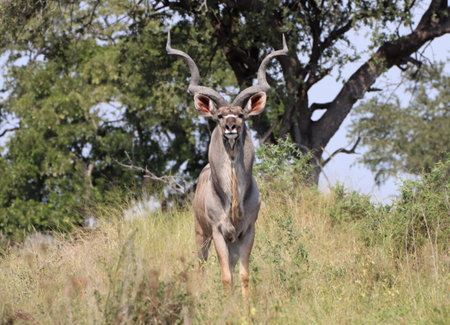 Male Kudu in the with wide horns in the National Kruger Park, South Africaの写真素材