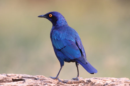 Glossy Starling (Lamprotornis nitens) with the sun on its beautiful blue shinny feathers in a private reserve in South Africa.の写真素材