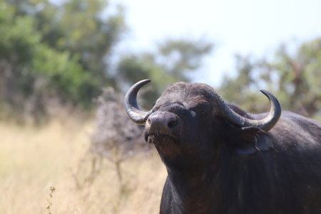 Very curious and cautious African buffalo in Kruger National Park, South Africa ; Specie Syncerus caffer family of Bovidaeの写真素材