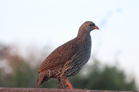 Natal francolin (Phasianidae) walking on a fence pole late afternoon in a private reserve in South...