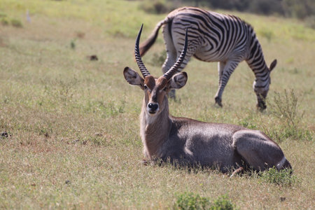 Common Waterbuck - Kobus ellipsiprymnus with Zebra in the back-ground in Kruger National Park, South Africaの写真素材