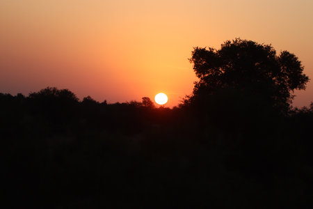 Sunset over the forest with silhouettes of trees in the foreground late afternoon in the Kruger National Parkの写真素材
