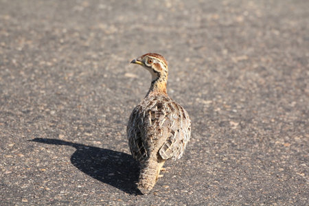 Rare sighting of a Shelley's francolin (Scleroptila shelleyi) on the ground in Kruger Park South Africa. looking back.の写真素材