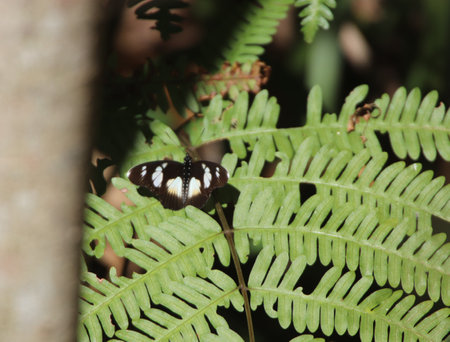 Butterfly on a fern leaf in a tropical forest in South Africa.の写真素材