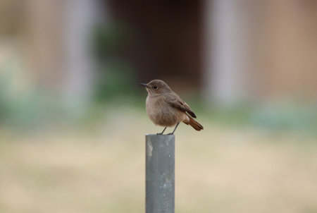 Black redstart, Phoenicurus ochruros, single bird on post, Brazilの写真素材