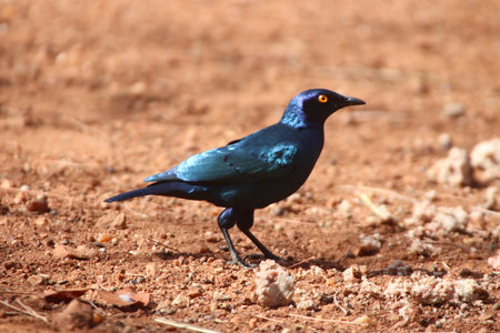 Glossy Starling (Lamprotornis nitens) with the sun on its beautiful blue shinny feathers in a private reserve in South Africa.の写真素材