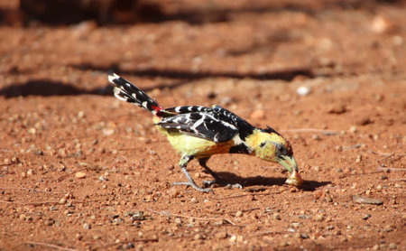 Hungry Crested Barbet (Trachyphonus vaillantii) on the ground trying to break up some food that it can eat in a private reserve in South Africa.の写真素材
