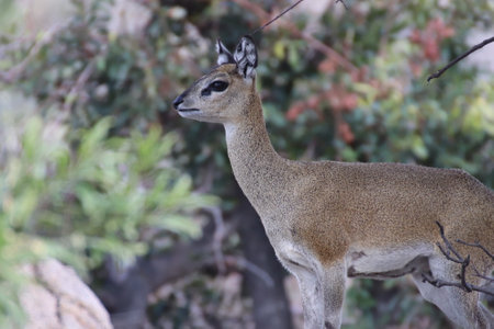 Klipspringer alert for any danger in the Kruger National Park of South Africaの素材