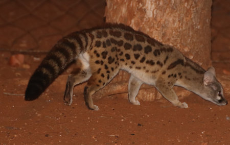 Close up of genet in natural habitat. Wildlife scene from Africa.の素材