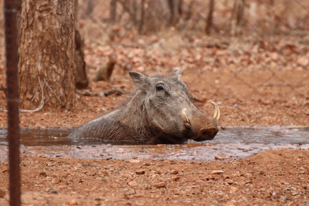 Warthog (Phacochoerus africanus)の素材
