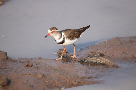 Beautiful Three banded plover (Charadrius tricollaris) wading on the side of a dam of water looking for food in the Kruger National Park of South Africaの素材