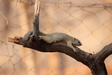 Very tired, exhausted and hot South African tree squirrel (Paraxerus cepapi) laying with its bare tummy on an old tree stump in the shade to cool down.   Wildlife scene of nature.の素材