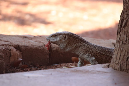 Rock monitor (Varanus albigularis) feeding in a private reserve in South Africa.