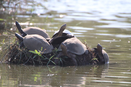 A group of water Turtles resting together on an island in the water at a pond in the Kruger National...