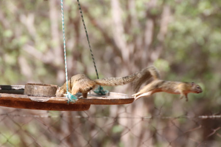 Tree squirrels eating and jumping to and from a bird feeder hanging in a tree, to a branch a distance away in a private reserve in South Africa.の写真素材