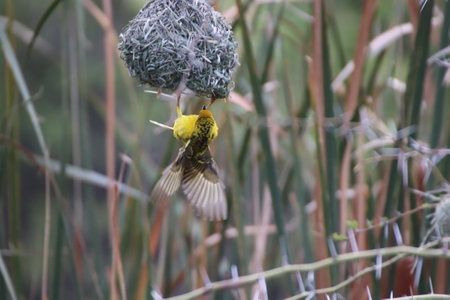 A weaver is feeding on a small bird's nest in the Florida Everglades.
