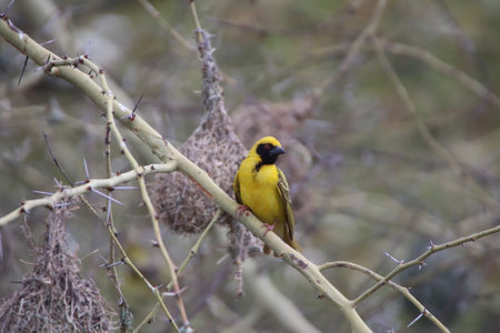 Spotted Weaver sitting in a tree branch to attract a female to investigate the quality of its nest in a reserve in South Africa.の写真素材