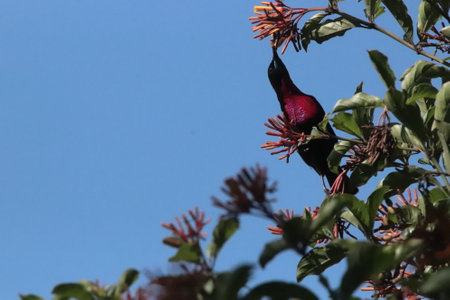 Scarlet-chested Sunbird in the tree with blue sky background, South Africa.の写真素材