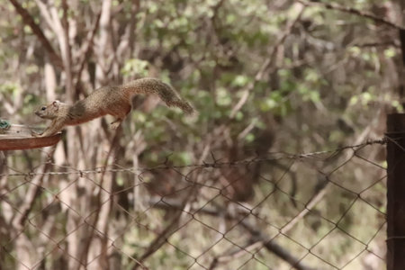 Made it! Tree Squirrel jumping from dry tree stump to a feeder, in a private reserve in South Africa.  Wild animal in nature.の写真素材