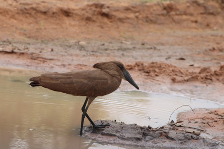 Hamerkop, Phoenicopterus senegalensis walking in a muddy puddle of water, looking for food in the Kruger National Park.の写真素材