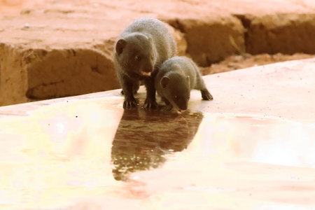 Mother mongoose with her baby drinking water from a puddle on a cement floor in a private reserve in South Africa.の写真素材