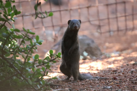 Dwarf mongoose (Helogale parvula) in natural habitat standing on its hind legs to see better, in a private reserve in South Africa.の写真素材