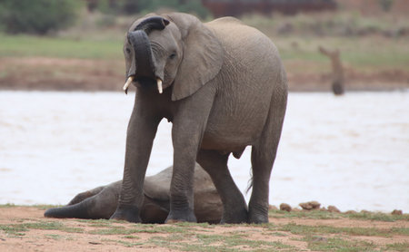 Elephant enjoying the cool cloudy day at a dam in the Kruger National Park of South Africa.の写真素材