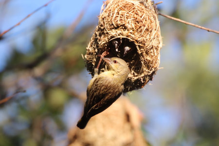 Sparrow bird in a nest on a tree in nature.