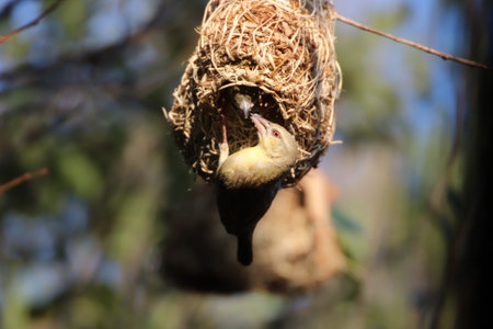 Weaver bird in its natural environment.