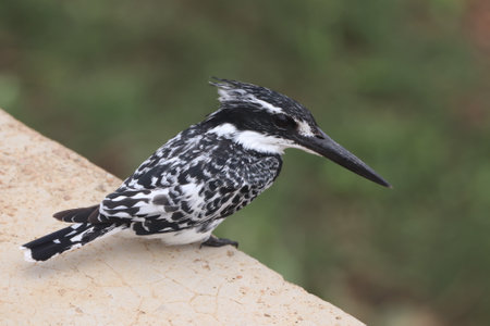 Pied Kingfisher, Ceryle rudis, single bird on the side of a bridge over a river in South Africa.の写真素材