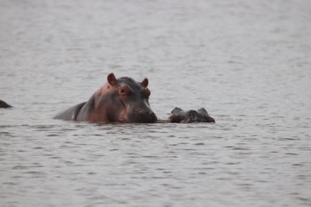 Hippopotamus in a river with other friends and family in the Kruger National Park of South Africa.