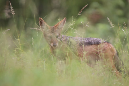 Jackal, Canis mesomelas, single mammal in grass, Warwickshire