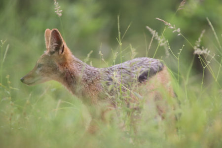 Jackal, Canis mesomelas, single mammal in grass, South Africaの写真素材