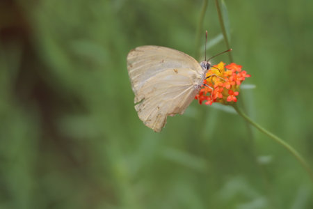 butterfly on orange flower in the garden, soft focus.の写真素材