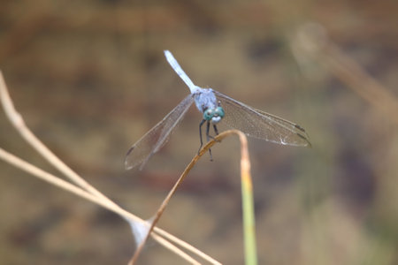 dragonfly in the wild, north china, closeup of photoの写真素材