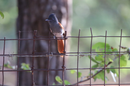 Beautiful Paradise flycatchers (Terpsiphone) sitting on a wire fence keeping an eye on the chicks in a nest, on a private reserve in South Africa.の写真素材