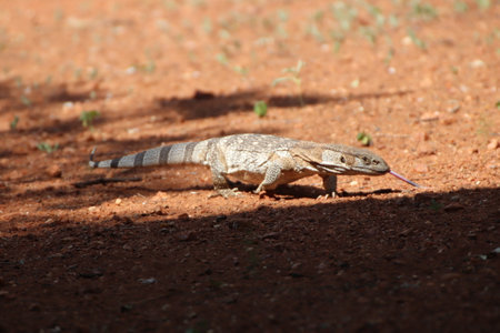 Close-up of a Rock monitor (Varanus albigularis) in a private reserve in South Africa. looking for food after waking from hibernation period after winter.の写真素材
