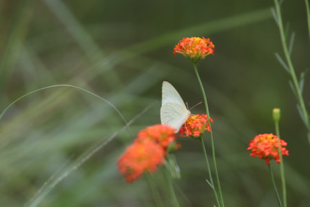 Butterfly sitting on a red flower in a field in summer in a private reserve in South Africa.の写真素材